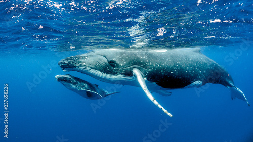 Canvas Print Humpback Whale