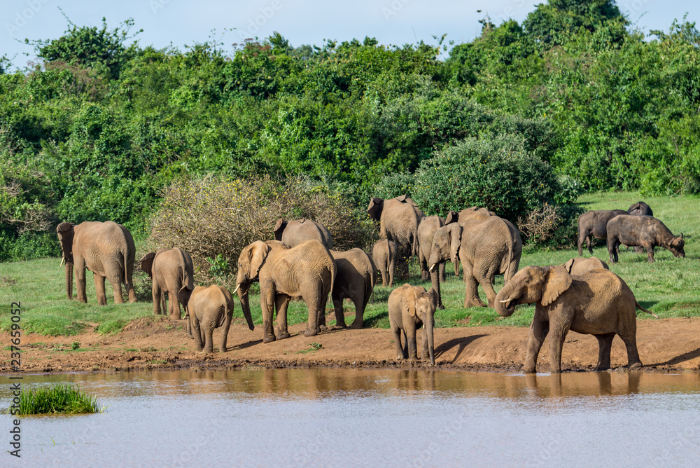herd of elephants around a lake in Kenya herd of elephants around a lake in Kenya