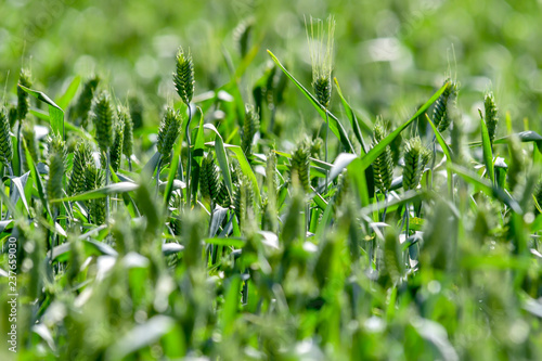 field of green grass