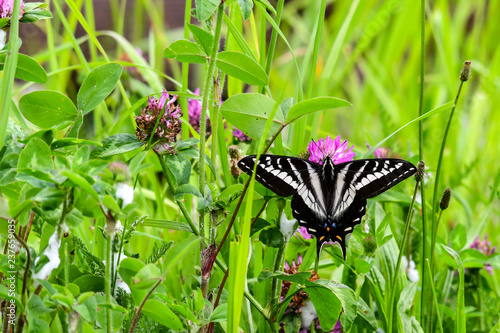 butterfly on flower