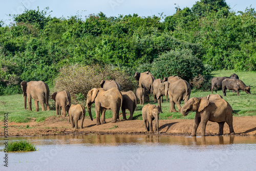 herd of elephants around a lake in Kenya