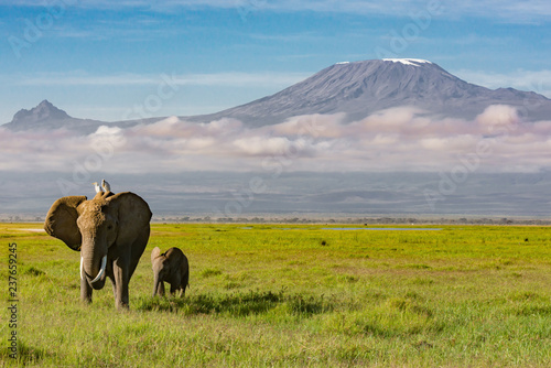 Photography Elephants Walking in Front of Mount Kilimanjaro