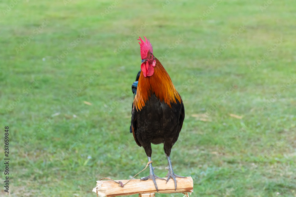 Rooster standing on a small log with green background of grass yard