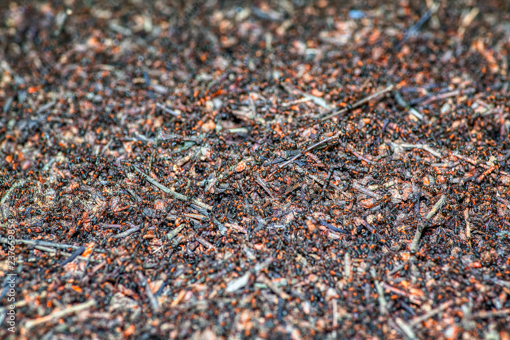 anthill background , macro image of insects anthill background , macro image of insects