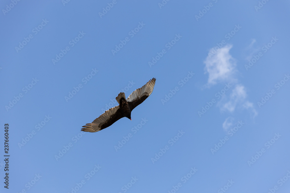 bald eagle in flight
