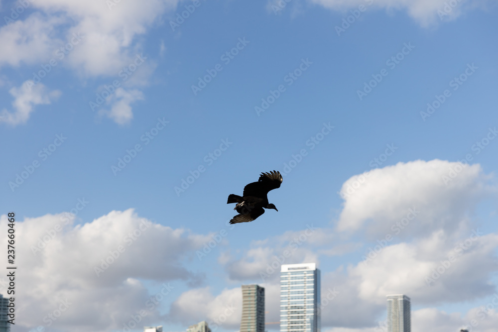 bird in flight