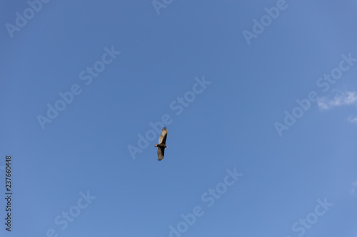 Obraz na płótnie bird in flight w salonie