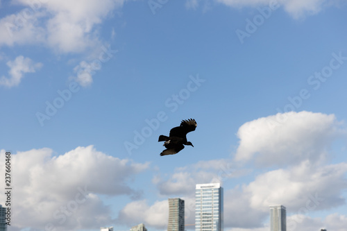 Obraz na płótnie bird in flight w salonie