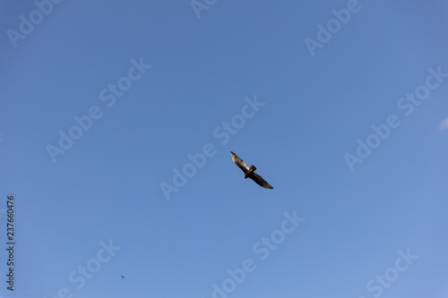 Obraz na płótnie seagull in flight w salonie