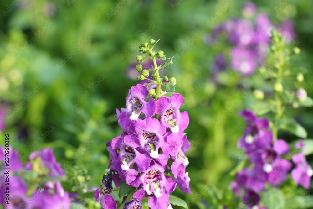 forget me not flowers in tropical forget me not flowers in tropical