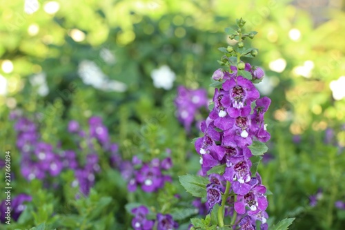 forget me not flowers in tropical