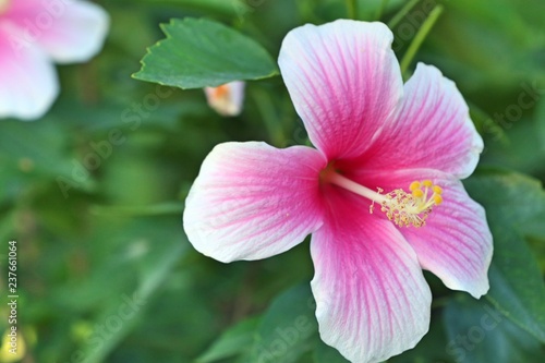 hibiscus flowers in tropical