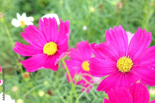 Cosmos flower in tropical