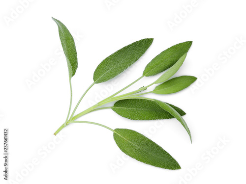 sage leaf isolated on white background, top view, flat lay