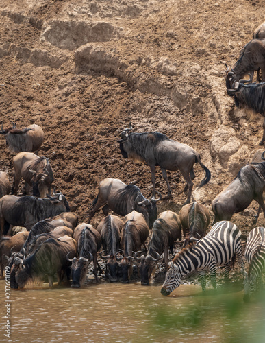 wildebeests and zebras migration