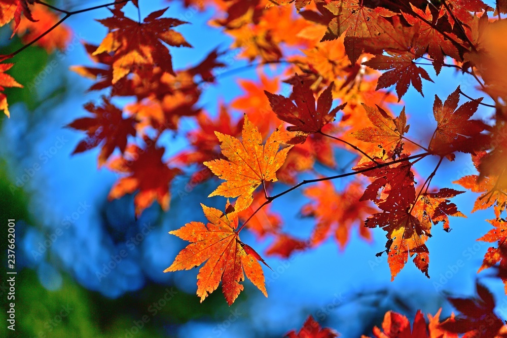 虫食いだらけの楓の紅葉 虫食いだらけの楓の紅葉