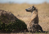spotted Hyena in the bush