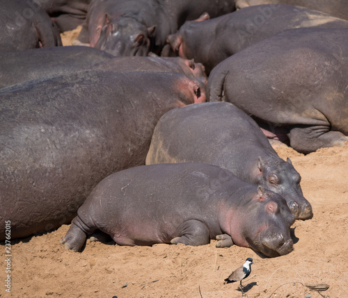 hippos resting on ground