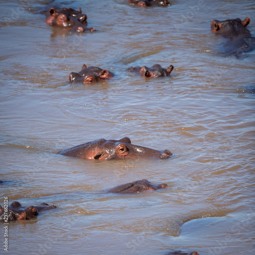 hippos in the river