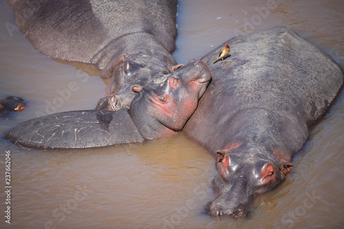 hippos in the river