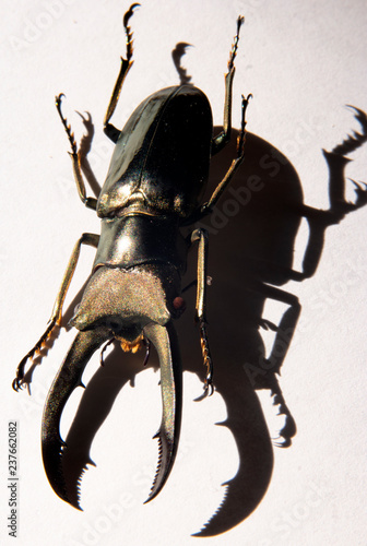 Macro golden stag beetle Cyclommatus metallifer finae with shadow on white background 1 photo