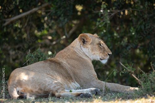 Fototapeta Naklejka Na Ścianę i Meble -  female lion sitting on ground