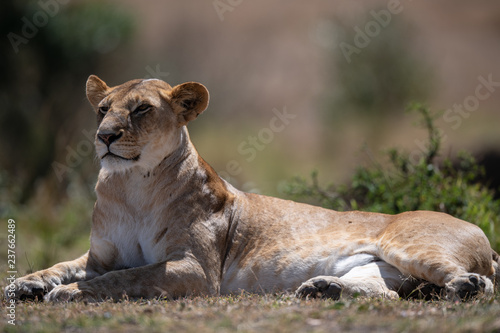 Fototapeta Naklejka Na Ścianę i Meble -  female lion sitting on ground