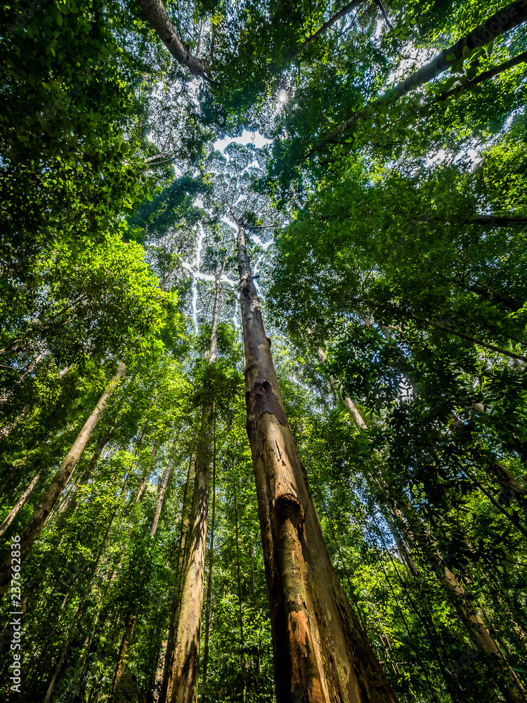 Naklejka premium Looking up at a rainforest canopy from below, portrait