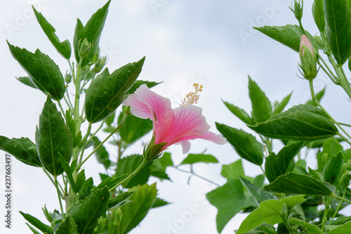 beautiful Pink Habiscus on sky background,copy space photo