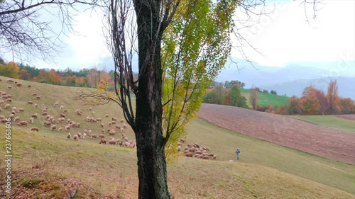 Sheep grazing on a hill in the French Alps, guided by a shepherd and his dog.
Location: Lake Serre Pon√ßon, south east France photo