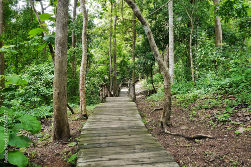 A walkway though woodlands  Chiang Mai  Thailand.