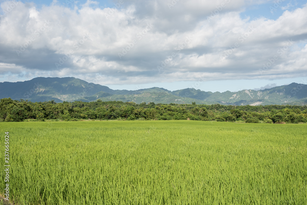 green paddy farm green paddy farm