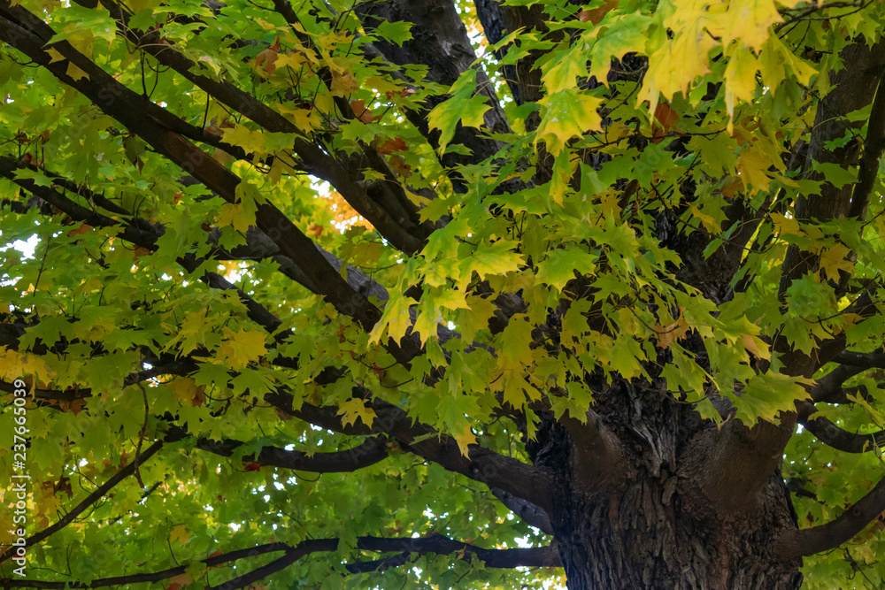 Fototapeta premium Fall colored maple leaves and branches, close-up 