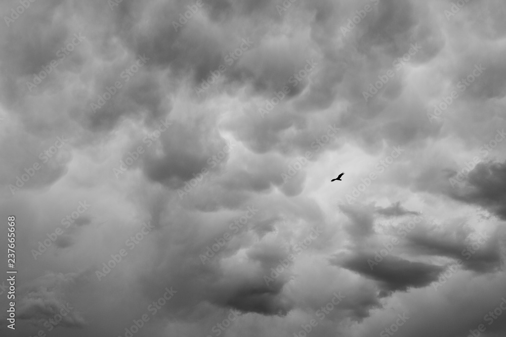 Bird flying in gloomy sky