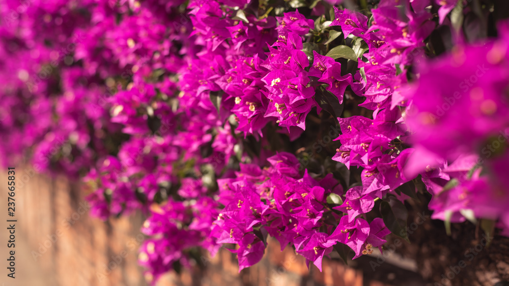 Fototapeta premium purple bougainvillea flowers