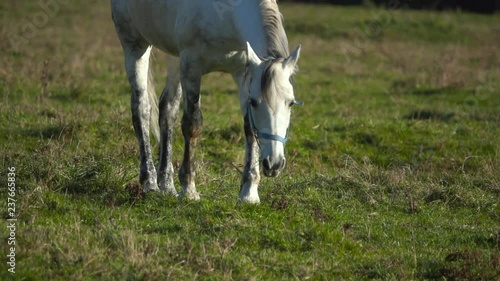 White stallion eats grass on a green meadow . Slow motion