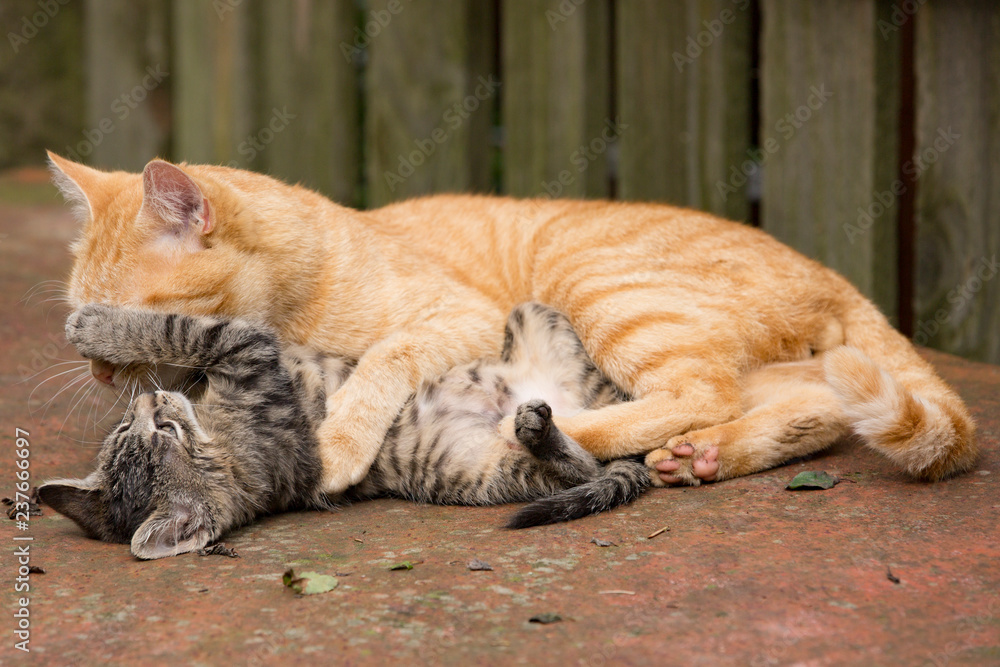 Orange Cat plays with kitten Orange Cat plays with kitten
