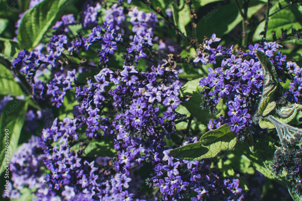 Fototapeta premium blue flowers in the garden