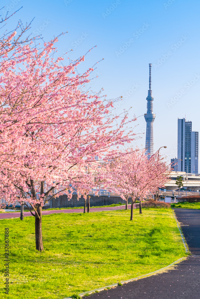 東京の春 夕暮れ時の隅田川堤防沿いの早咲きの桜並木 Stock 写真 Adobe Stock