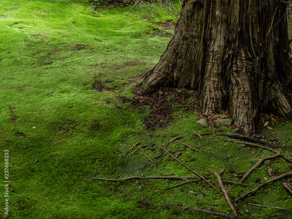 Obraz premium Moss Garden