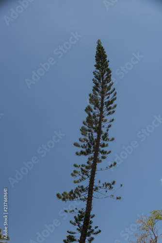 Norfolk Island Pine