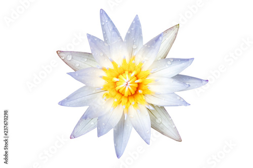Water drop on lotus flower white. White lotus flower isolated on white background. File contains with clipping path.