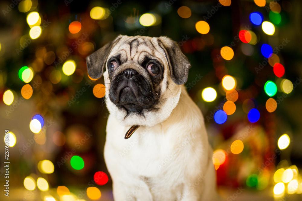 A pug dog sitting on the floor near a Christmas tree with garlands, a close-up portrait