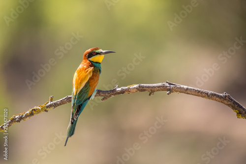 European Bee-eater, beautiful colorful bird sitting on a twig and flying,Merops apiaster