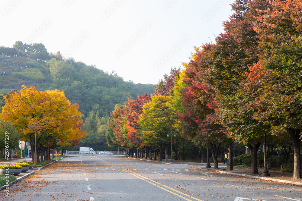 Autumn landscape beautiful colored trees in Seoul,South Korea. Autumn landscape beautiful colored trees in Seoul,South Korea.
