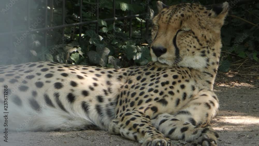 A cheetah lays in the shade, with its head up and eyes closed. It lays its head down on the ground. A cheetah lays in the shade, with its head up and eyes closed. It lays its head down on the ground.