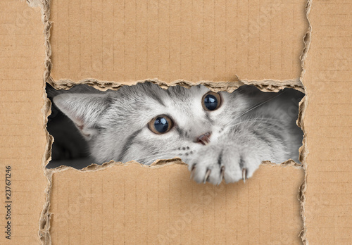 Fototapeta Naklejka Na Ścianę i Meble -  Cute little gray cat looking through cardboard hole