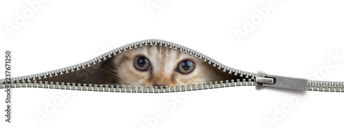 Funny cat in open zipper hole isolated