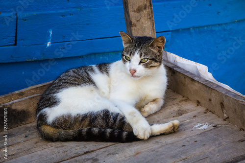 Fototapeta Naklejka Na Ścianę i Meble -  Cat in the old fishing port of Essaouira