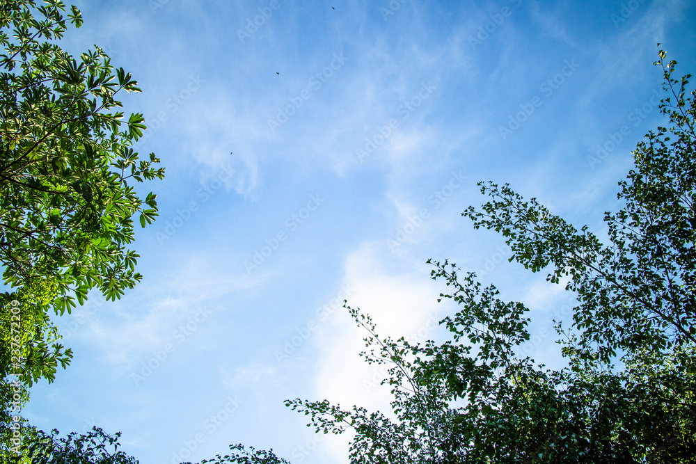 Green foliage background cloudy sky Green foliage background cloudy sky